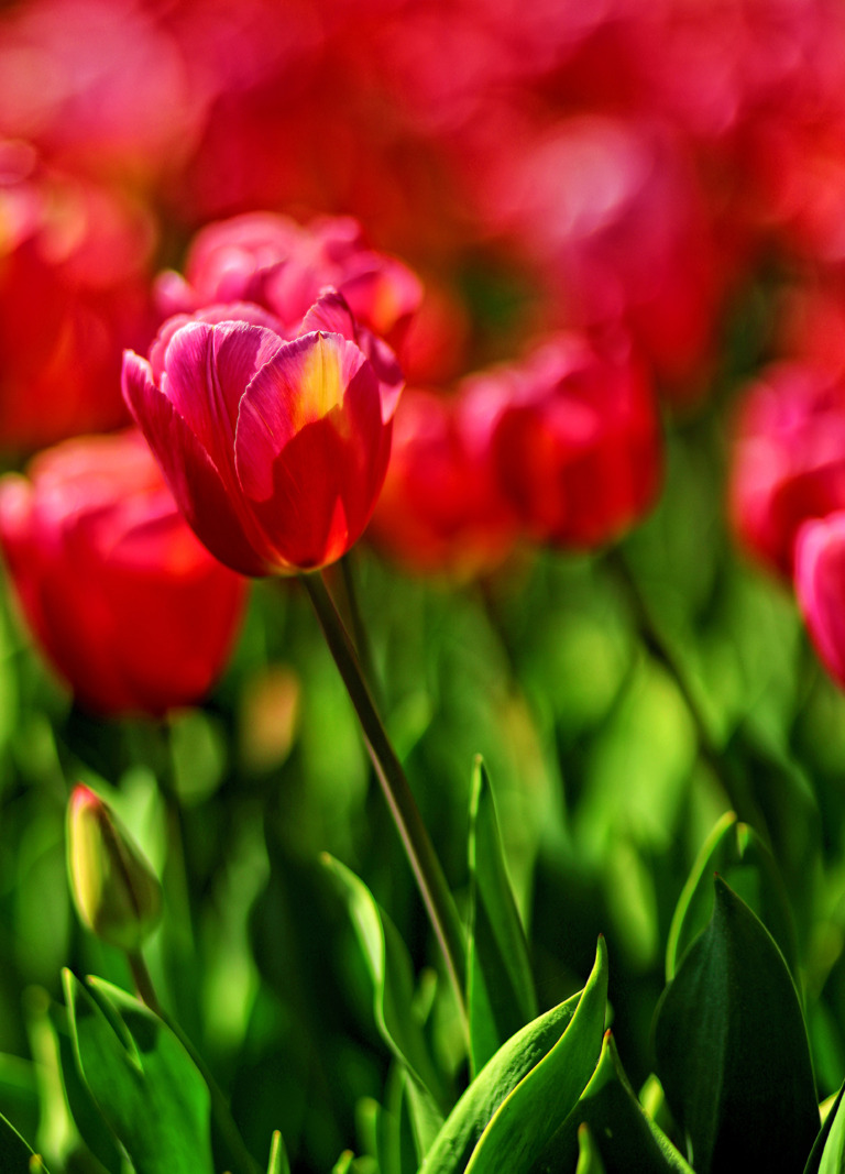 Bandu Gunaratne - 5 Magenta Tulip